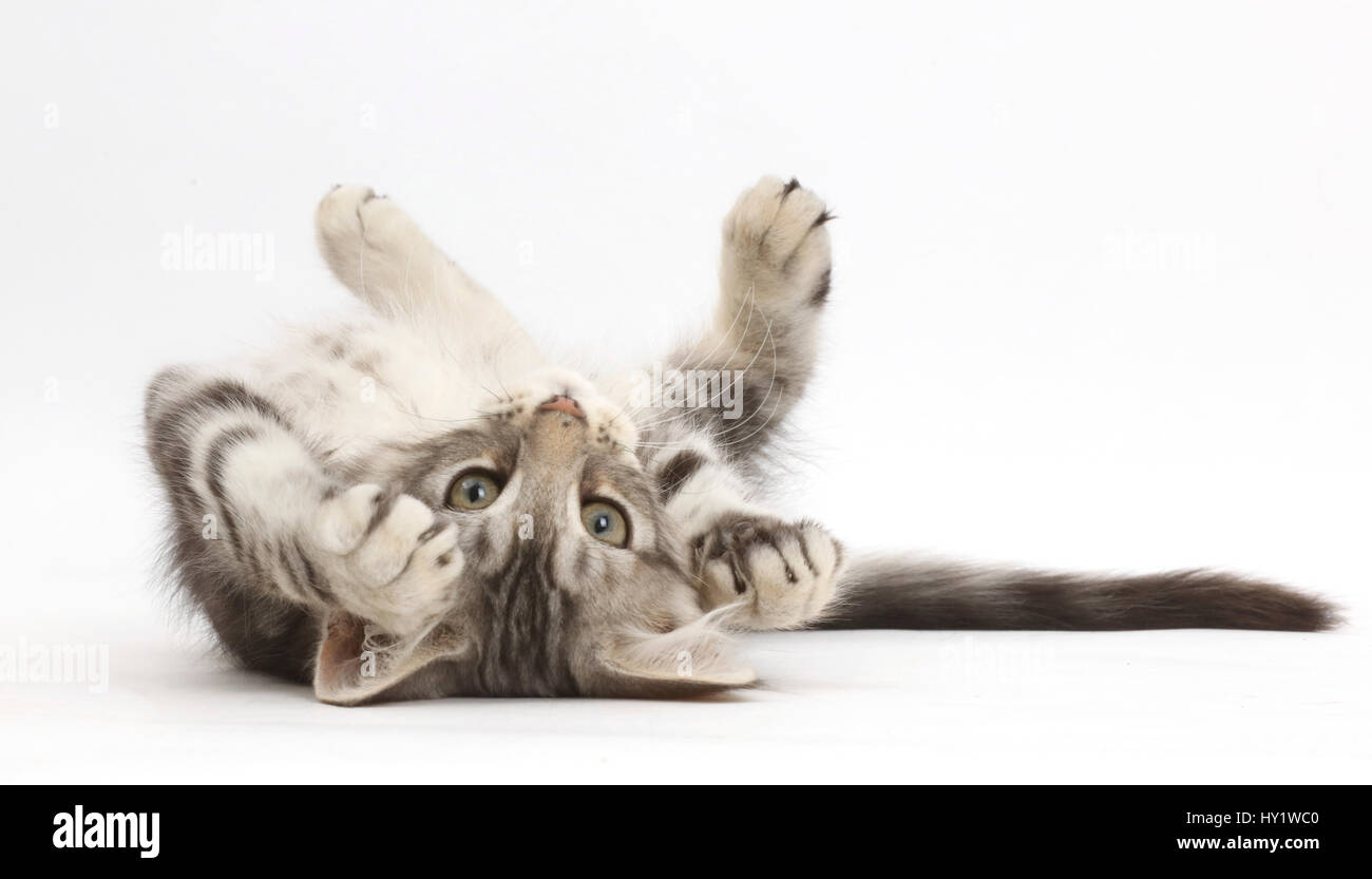 Silver Tabby kitten, Loki, 11 semaines, couché sur le dos. Banque D'Images