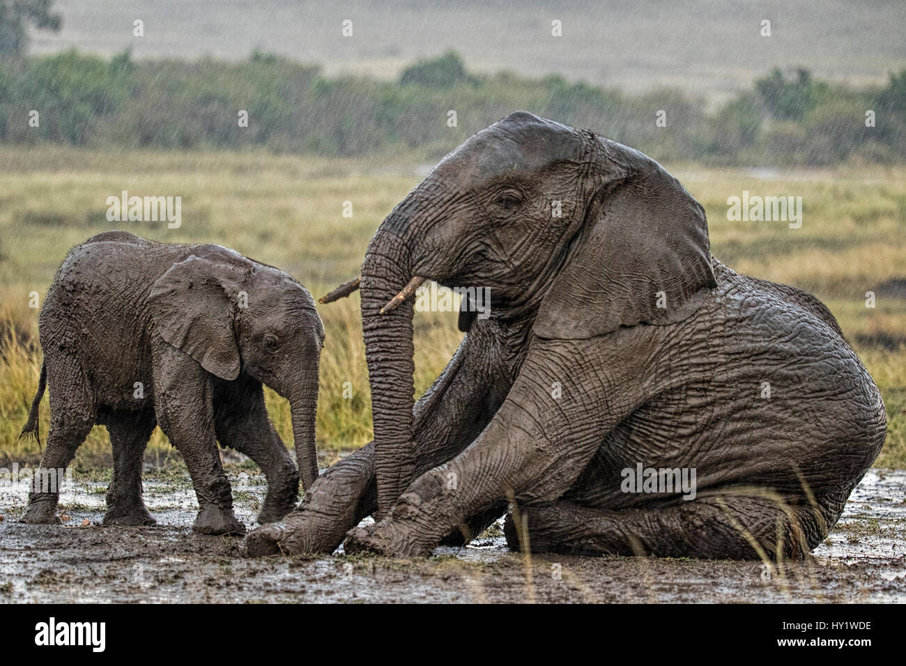 L'éléphant africain (Loxodonta africana) mère et son petit dans la boue se vautre dans la pluie. Le Masai Mara, Kenya, Afrique. Septembre. Banque D'Images