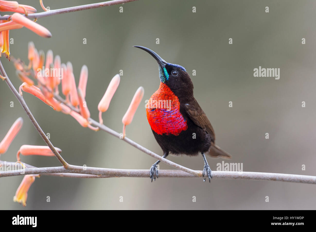 Scarlet-chested sunbird (Chalcomitra senegalensis) mâle perché sur la fleur d'Aloès. Zone de Ndutu Ngorongoro Conservation Area, NCA / Parc National de Serengeti, Tanzanie. Banque D'Images