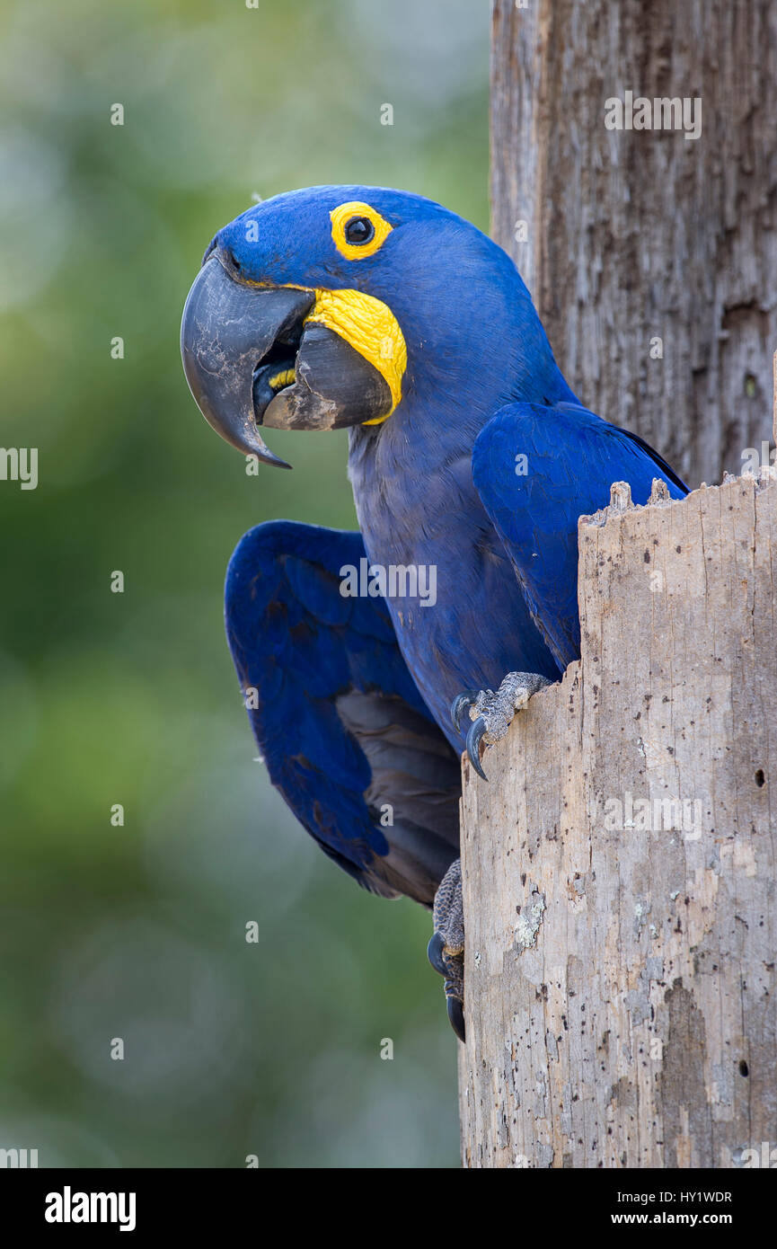 Anodorhynchus hyacinthinus Hyacinth macaw () dans son nid. Pousada Aguape Lodge, l'État du Mato Grosso do Sul, Brésil. Septembre. Banque D'Images