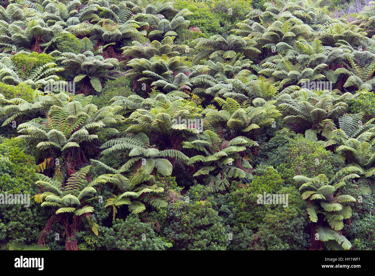 Les fougères arborescentes (Dicksonia squarrosa) croissant sur les coteaux, la Nouvelle-Zélande. Banque D'Images