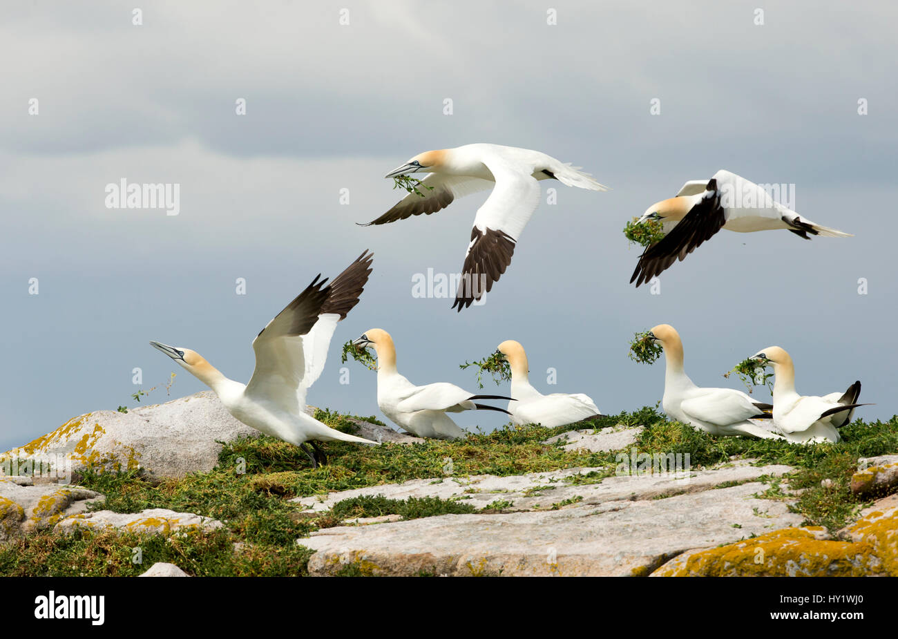 Le Fou de Bassan (Morus bassanus) collecte de matériel de nidification, Great Saltee, comté de Wexford, Irlande. Avril . Banque D'Images