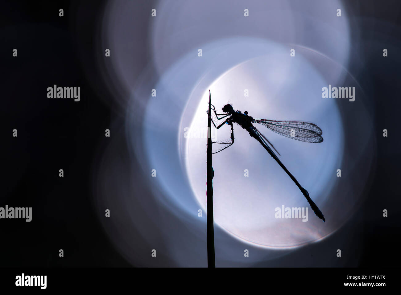 Demoiselle d'émeraude mâle (Lestes sponsa) reposant sur un roseau au bord de l'eau du flou met en lumière dans l'arrière-plan, Broxwater, Cornwall, UK. Septembre. Banque D'Images