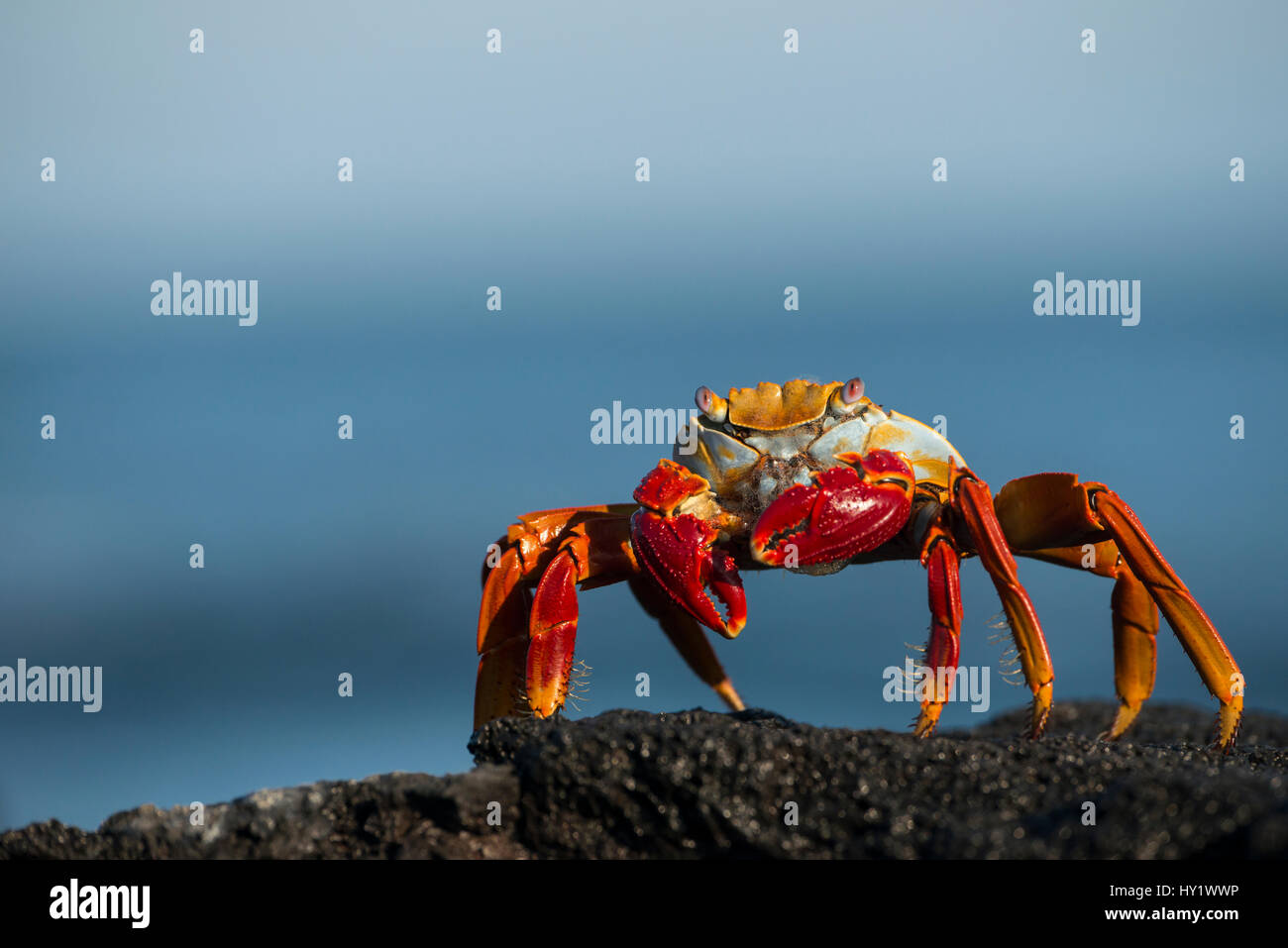Sally Lightfoot crab (Grapsus grapsus) Galapagos, avril. Banque D'Images