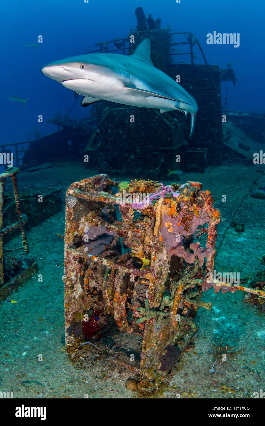 Caraïbes femelle requin de récif (Carcharhinus perezi) plus de rayon d'espoir épave. Nassau, New Providence, Bahamas. Bahamas Mer, ouest de l'océan Atlantique. Sanctuaire de requins National des Bahamas. Banque D'Images