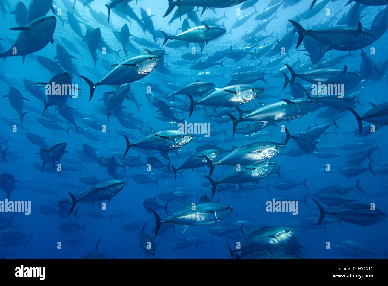 School of large Atlantic bluefin tuna (Thunnus thynnus) en captivité dans un enclos de plus en plus. En dépit à beaucoup plus petit sur la photo, ces poissons ont été 1.5m (5ft) de long. Malte. Mer Méditerranée. Banque D'Images