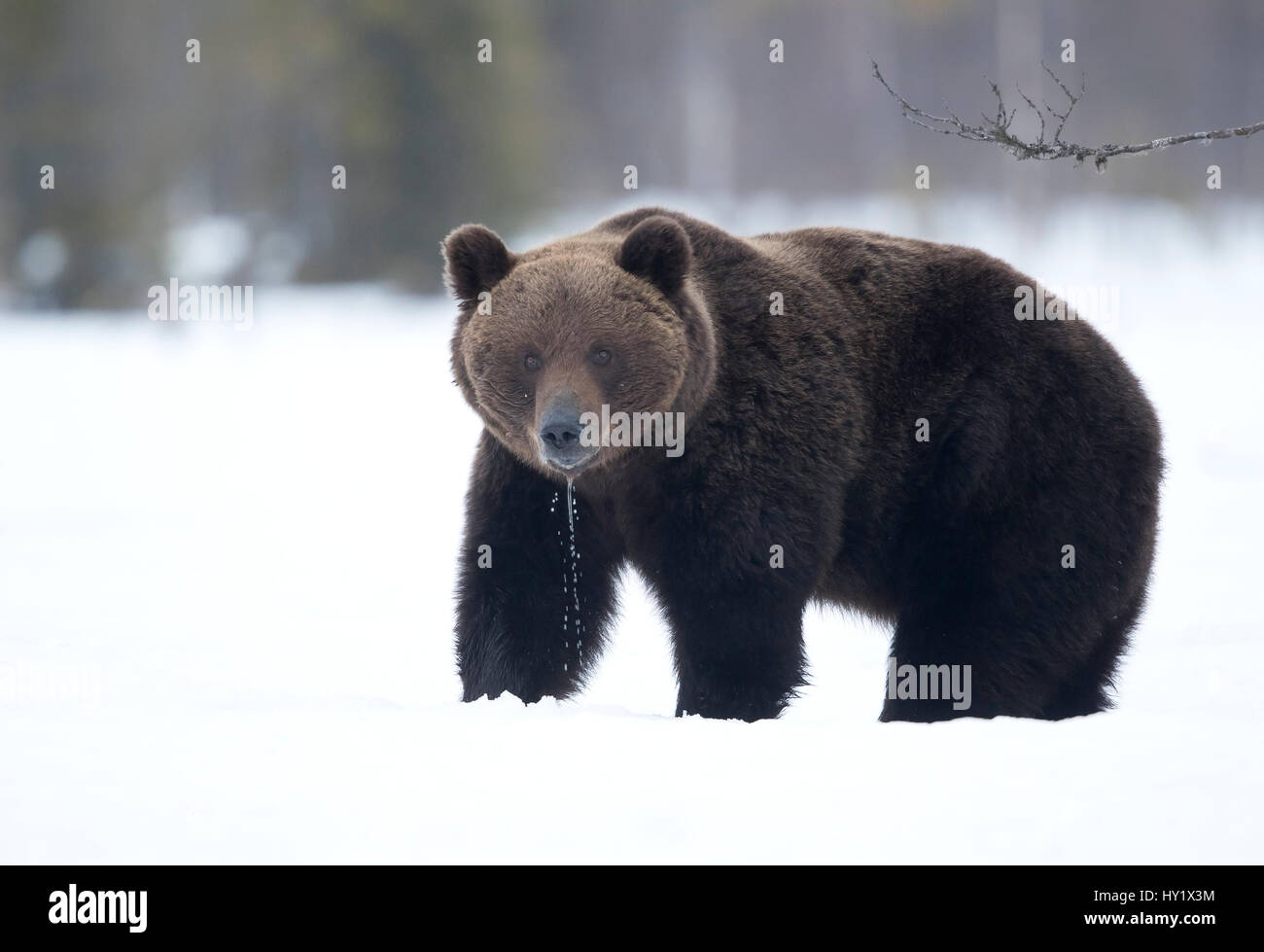 Ours brun (Ursus arctos) dans la neige, en Finlande. Avril. Banque D'Images
