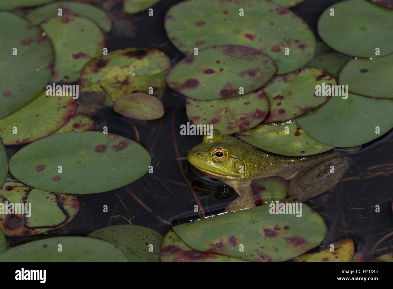 Les jeunes (Lithobates catesbeiana ouaouaron) à bord d'étang parmi les nénuphars en fin de saison, septembre, New York, USA. Banque D'Images