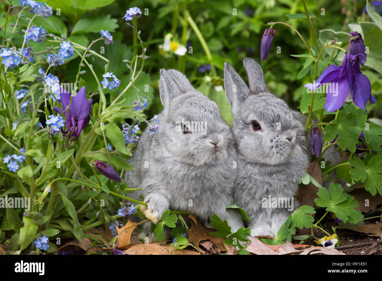 Bébé lapins Nains Néerlandais au printemps de jardin Forget-Me-Nots et bleu Columbine. East Haven, Connecticut, USA. Banque D'Images