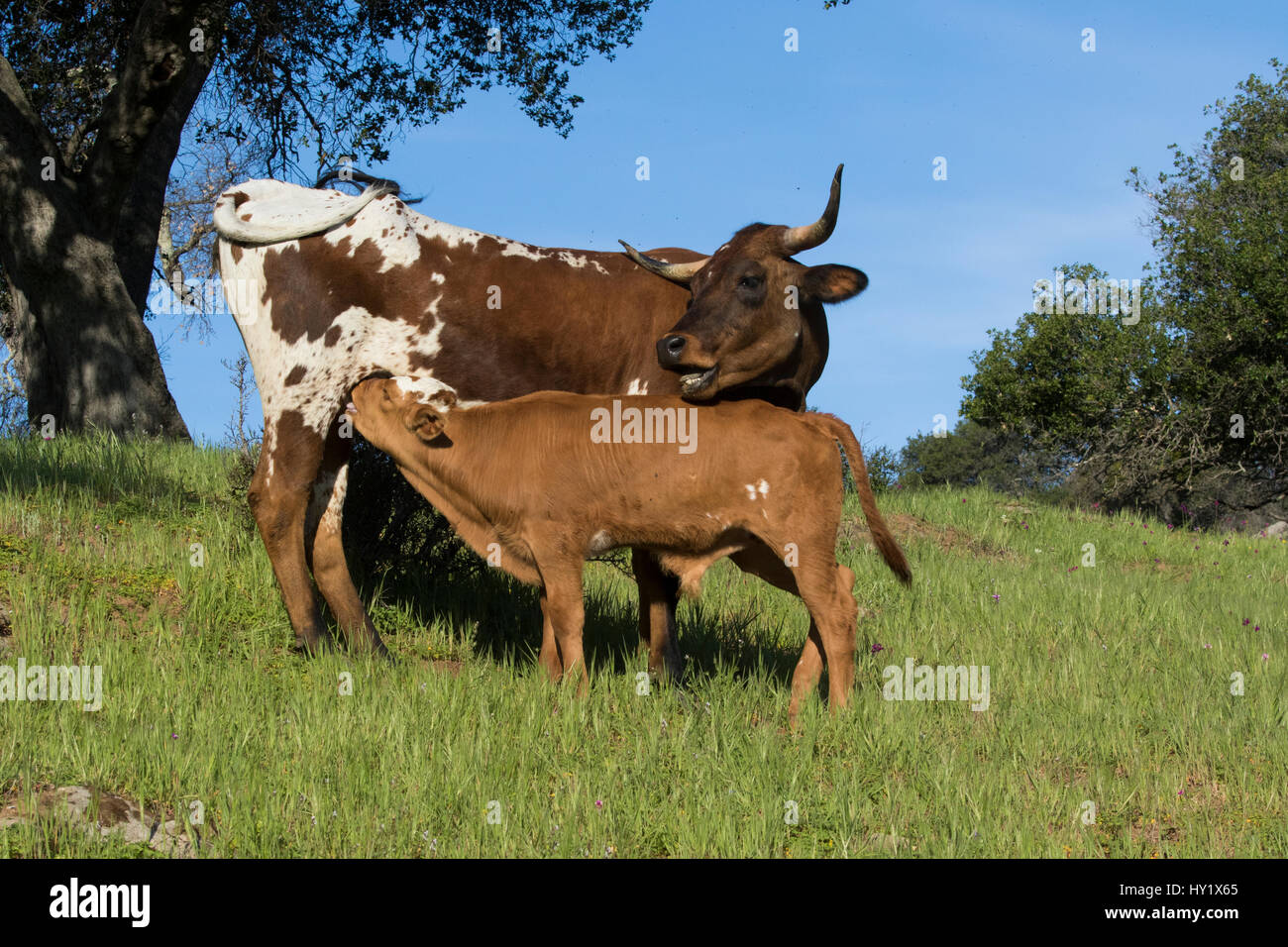 Vache veau Texas Longhorn soins infirmiers sur les pâturages de hill country. Comté de Santa Barbara, Californie, USA. Banque D'Images