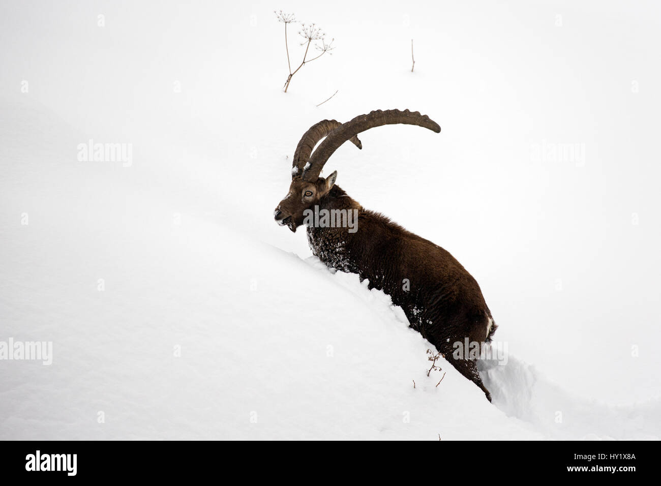 Bouquetin des Alpes (Capra ibex) mâle dans la neige profonde Parc National du Gran Paradiso, les Alpes, l'Italie. Janvier Banque D'Images