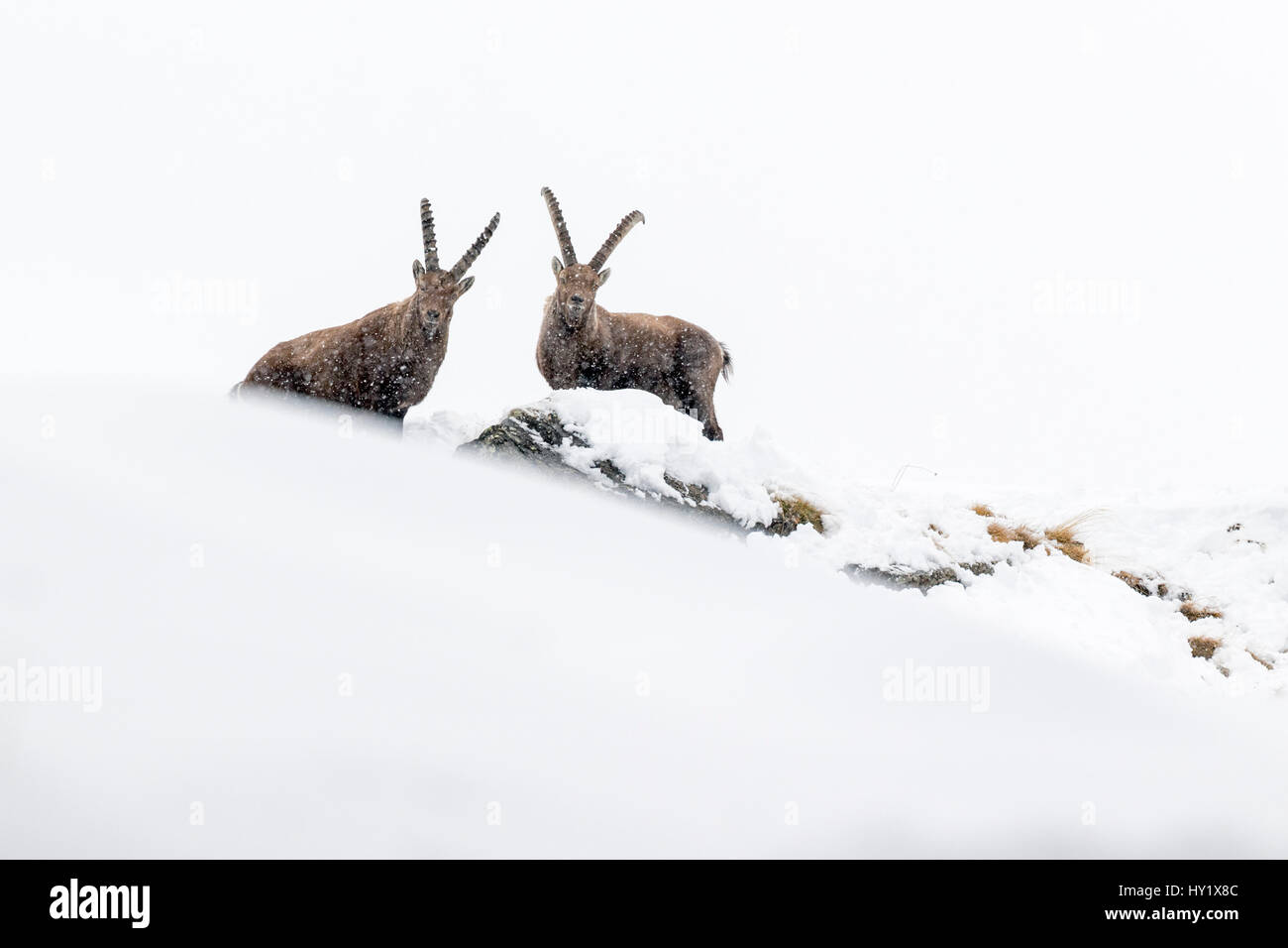 Bouquetin des Alpes (Capra ibex) deux mâles adultes dans la neige profonde sur une crête avec les jeunes lors de chutes de neige. Parc National du Gran Paradiso, les Alpes, l'Italie. Janvier. Banque D'Images