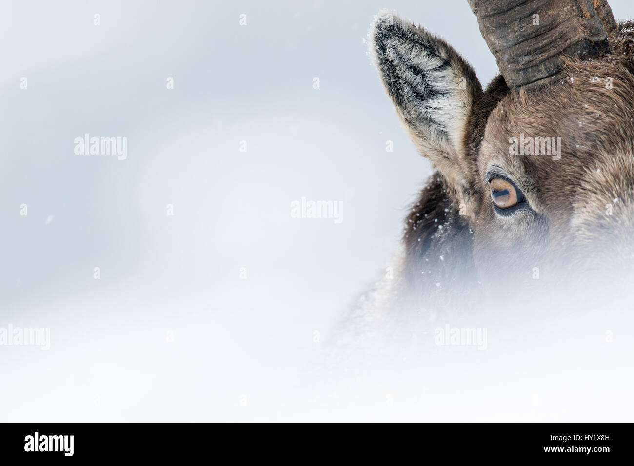 Bouquetin des Alpes (Capra ibex) portrait en gros. Parc National du Gran Paradiso, les Alpes, l'Italie. Janvier. Banque D'Images