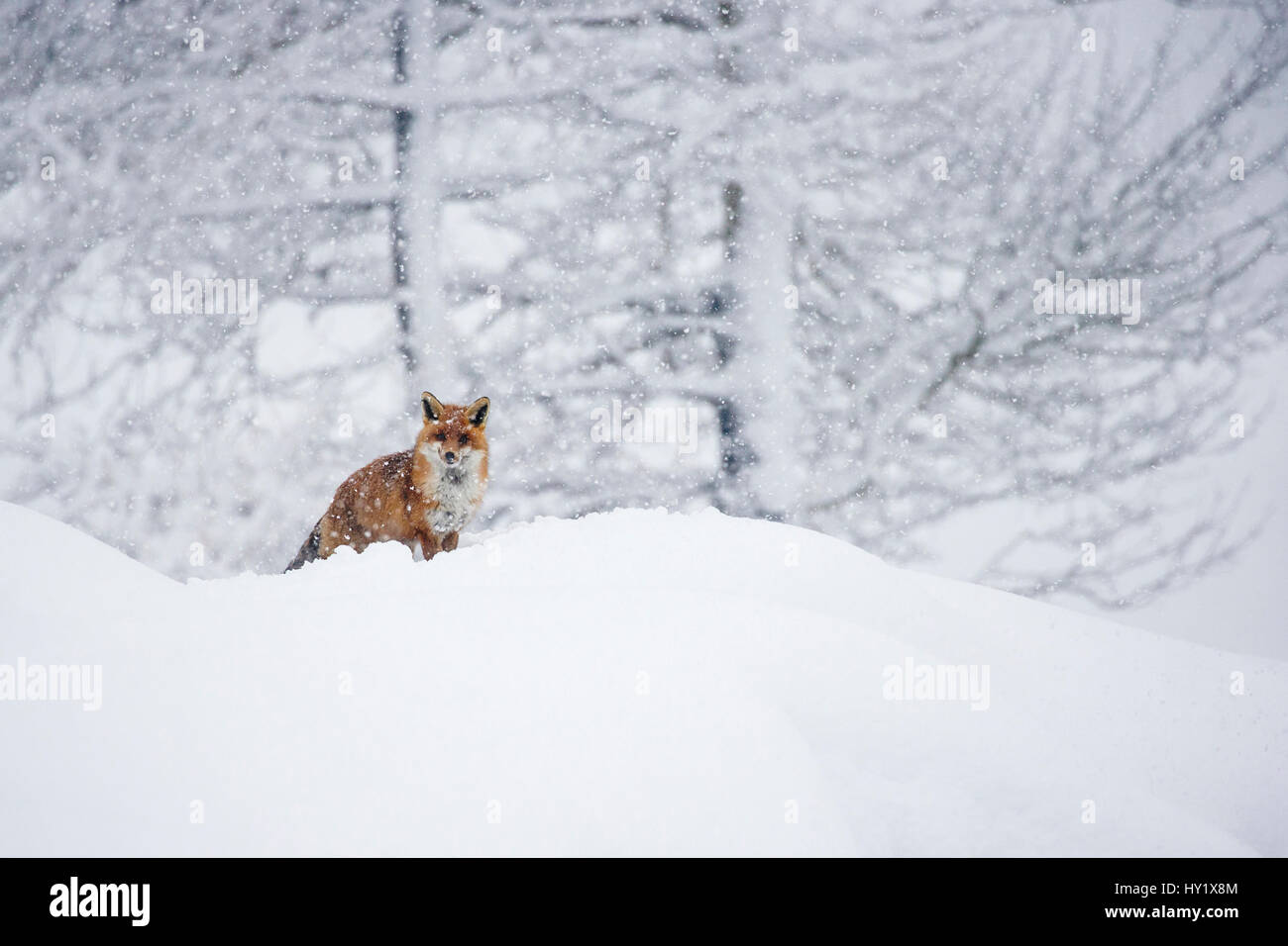 European red fox (Vulpes vulpes crucigera) marche dans la neige profonde au cours de fortes chutes de neige Parc National du Grand Paradis, en Italie. Janvier Banque D'Images