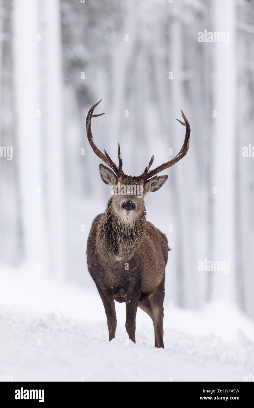 Red Deer (Cervus elaphus) stag dans forêt de pins couverts de neige. L'Écosse, au Royaume-Uni. Décembre. Banque D'Images