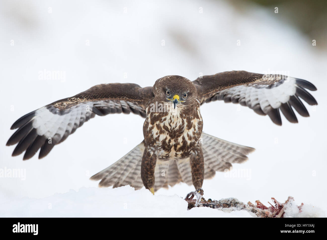 Buse variable (Buteo buteo) protection des oiseaux de proie en rival de neige, Écosse, Royaume-Uni, mai. Banque D'Images