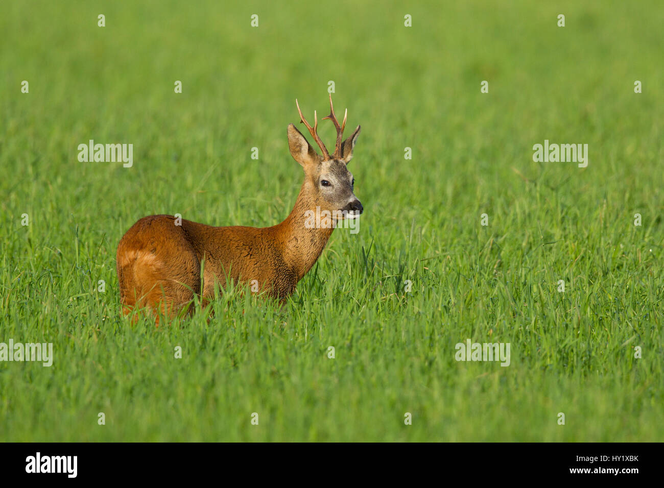 Buck Chevreuil (Capreolus capreolus) dans la zone, en Écosse, au Royaume-Uni, en août. Banque D'Images