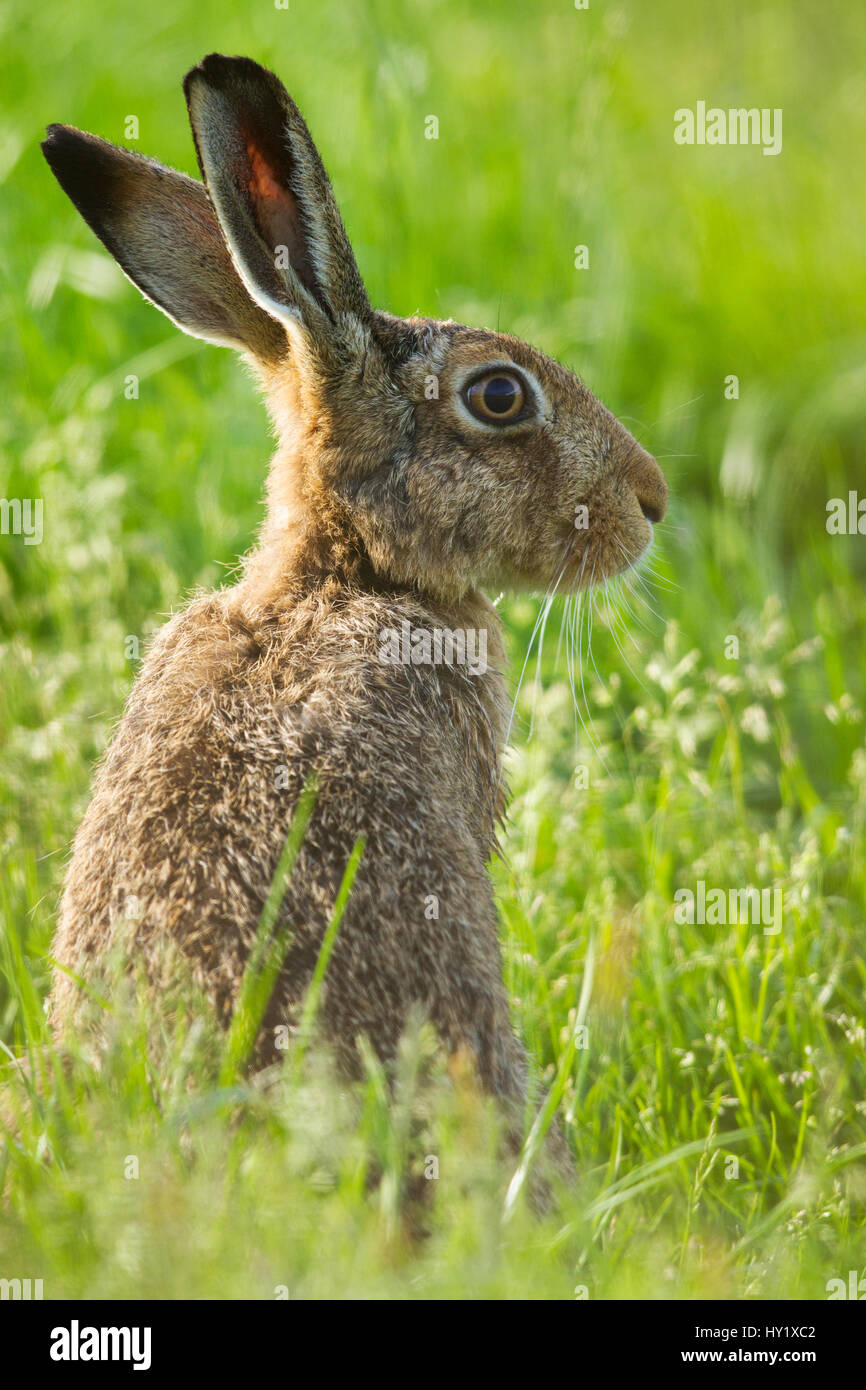Lièvre brun (Lepus europaeus) adulte en champ arable, Écosse, Royaume-Uni, août. Banque D'Images