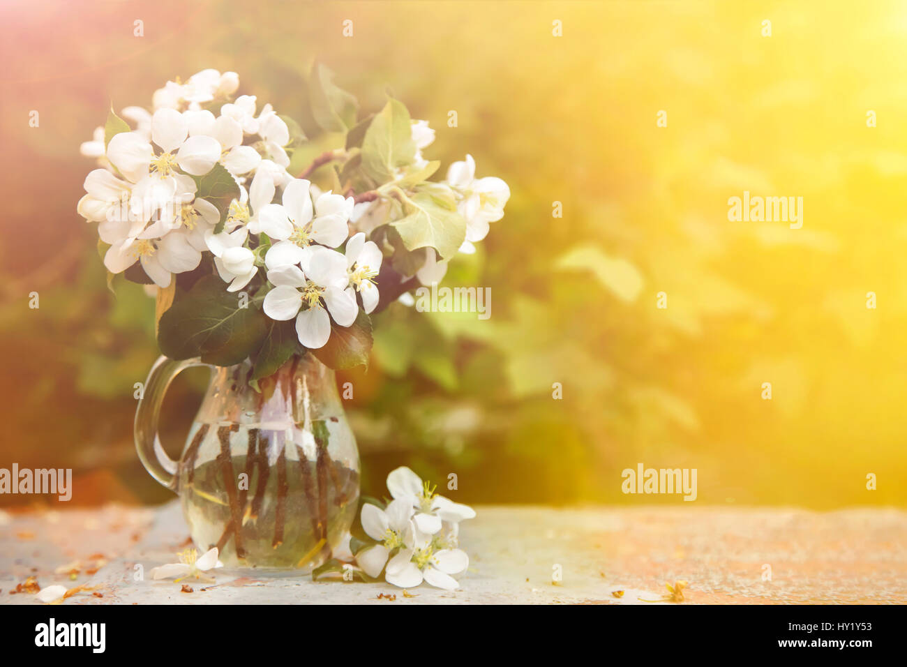 Fleurs bouquet de branches d'arbre d'apple en vase en verre, le ressort arrière-plan avec copie espace, concept de printemps Banque D'Images