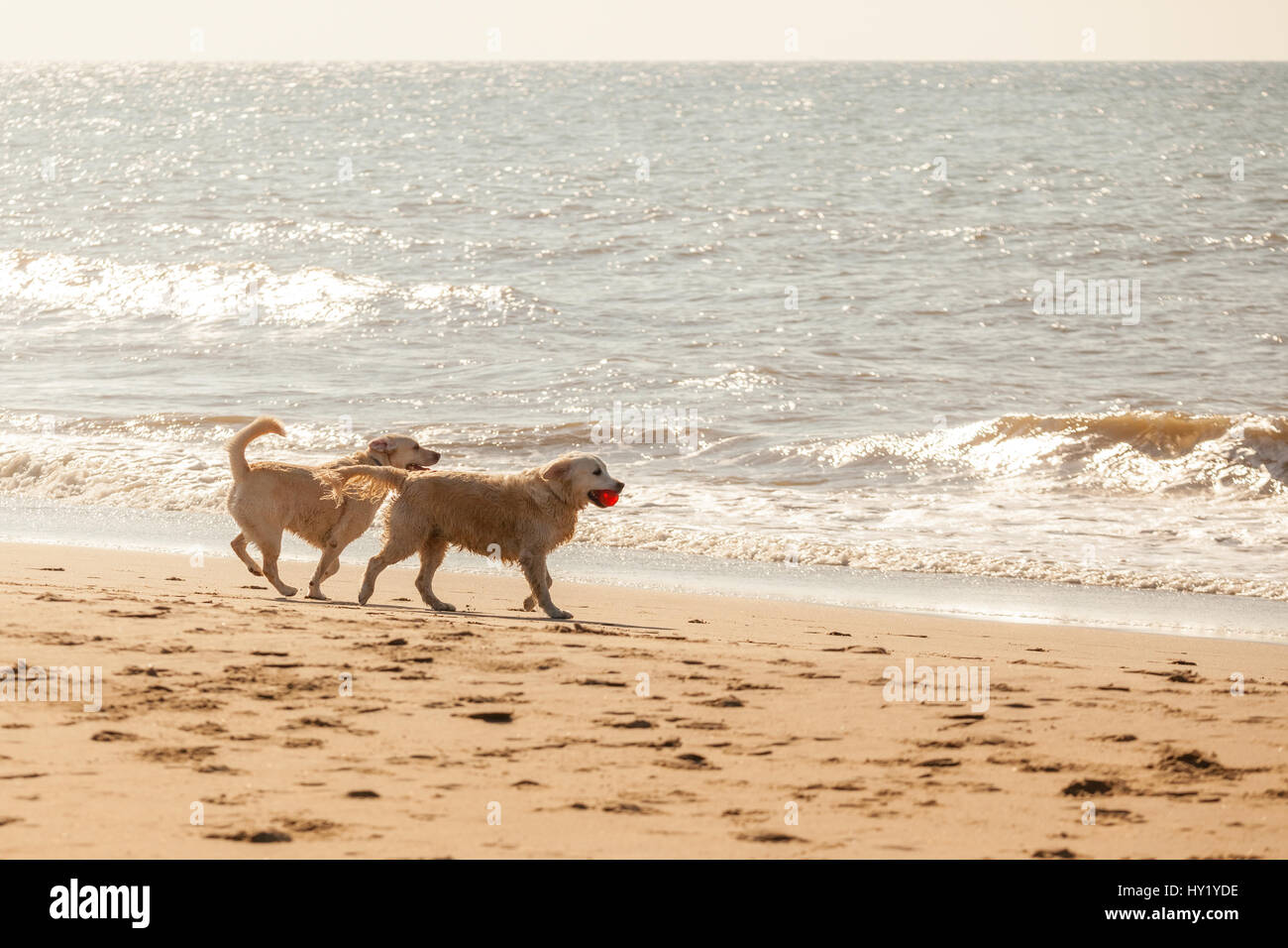 Deux chiens jouant à la plage Banque D'Images