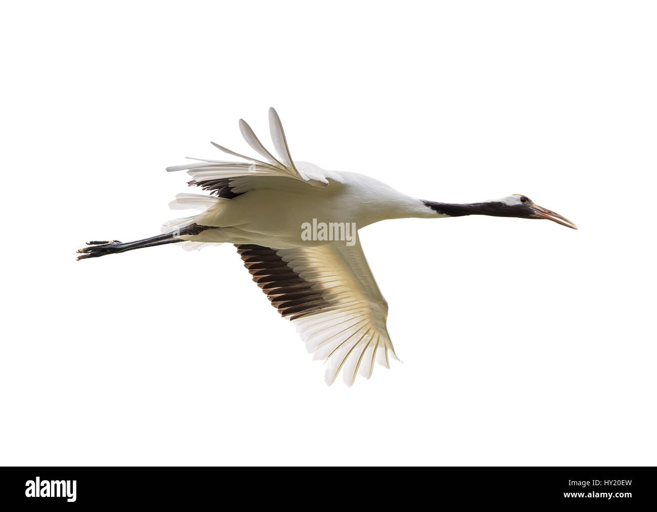 Red-Crowned crane isolated on white Banque D'Images