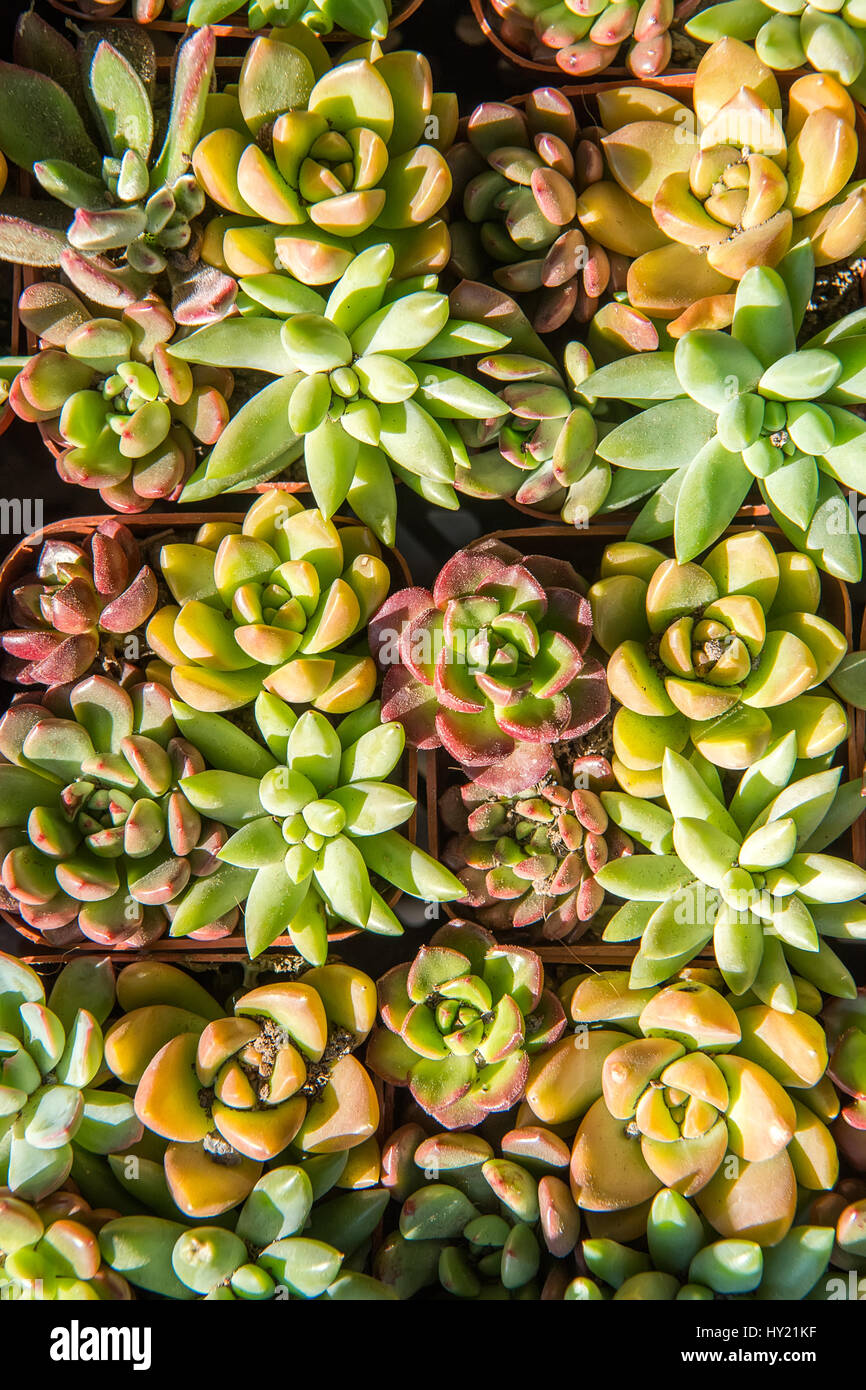 Plante succulente dans le jardin Banque D'Images