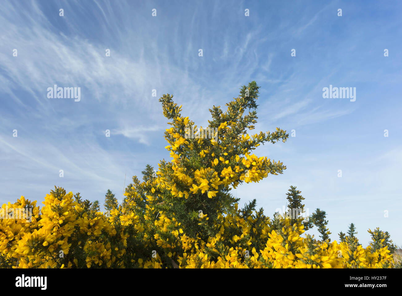L'ajonc commun floraison (Ulex europaeus) sur l'emplacement de l'ancienne mine de charbon à ciel ouvert, St Aidans réserve RSPB, West Yorkshire, Angleterre, Mars Banque D'Images
