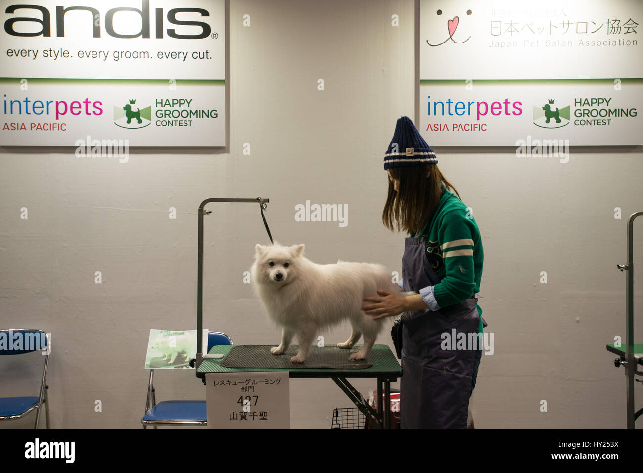 Tokyo, Tokyo, Japon. Mar 31, 2017. Le chien avec son propriétaire à se préparer à un concours de beauté à l'Interpets à Tokyo. La foire internationale d'une vie meilleure avec animaux domestiques (Interpets) apporte les nouveaux produits et services à partir de 403 exposants. Même si le nombre de ménages avec des chiens et chats au Japon a diminué de 2,5  % à 19,8 millions de dollars en 2015 par rapport à l'année précédente, la taille du marché du pet a montré une croissance régulière au cours des dernières années, et a augmenté de 1,3 % (jusqu'à 14,4 milliards de USD) l'année dernière. Credit : ZUMA Press, Inc./Alamy Live News Banque D'Images