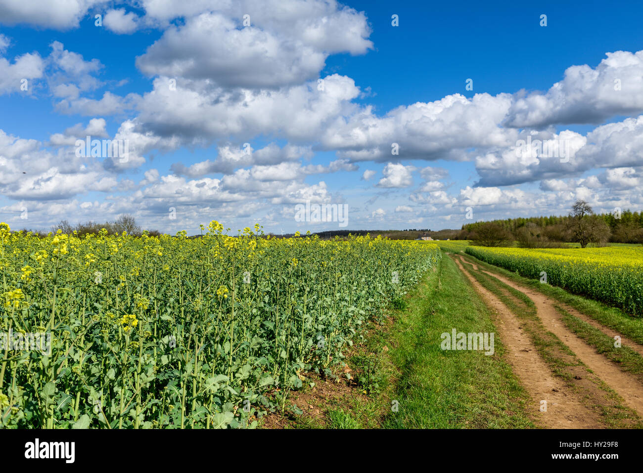 Hucknall, Nottinghamshire, Angleterre. Mar 31, 2017. Soleil du printemps dans les régions rurales de Bretagne de faire ressortir les premières fleurs jaune vif du colza sous un ciel bleu. Crédit : Ian Francis/Alamy Live News Banque D'Images