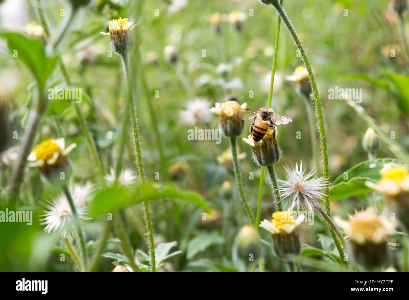 Asunción, Paraguay. 31 mars 2017. Une abeille recueille le pollen des coatbutons ou des fleurs de pâquerette tridax (Tridax procumbens) pendant la journée ensoleillée à Asunción, au Paraguay. Credit: Andre M. Chang/Alamy Live News Banque D'Images