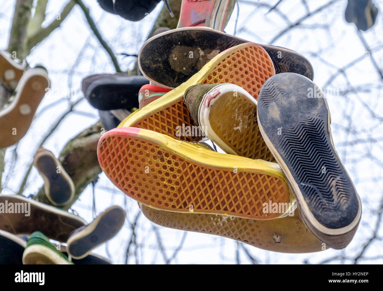 Des chaussures dans un arbre College Green Bristol England UK Banque D'Images