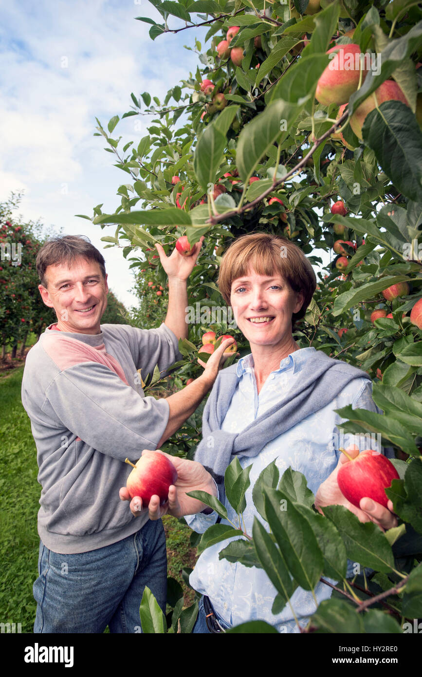 L'apple et hop agriculteur Ali Capper des stocks agricoles Herefordshire ferme vérifie la maturité de sa récolte avec agricultral Kwapniewski P de Jerzy travailleur Banque D'Images