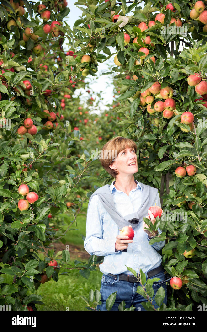 L'apple et hop agriculteur Ali Capper de stocks Farm Herefordshire UK Banque D'Images