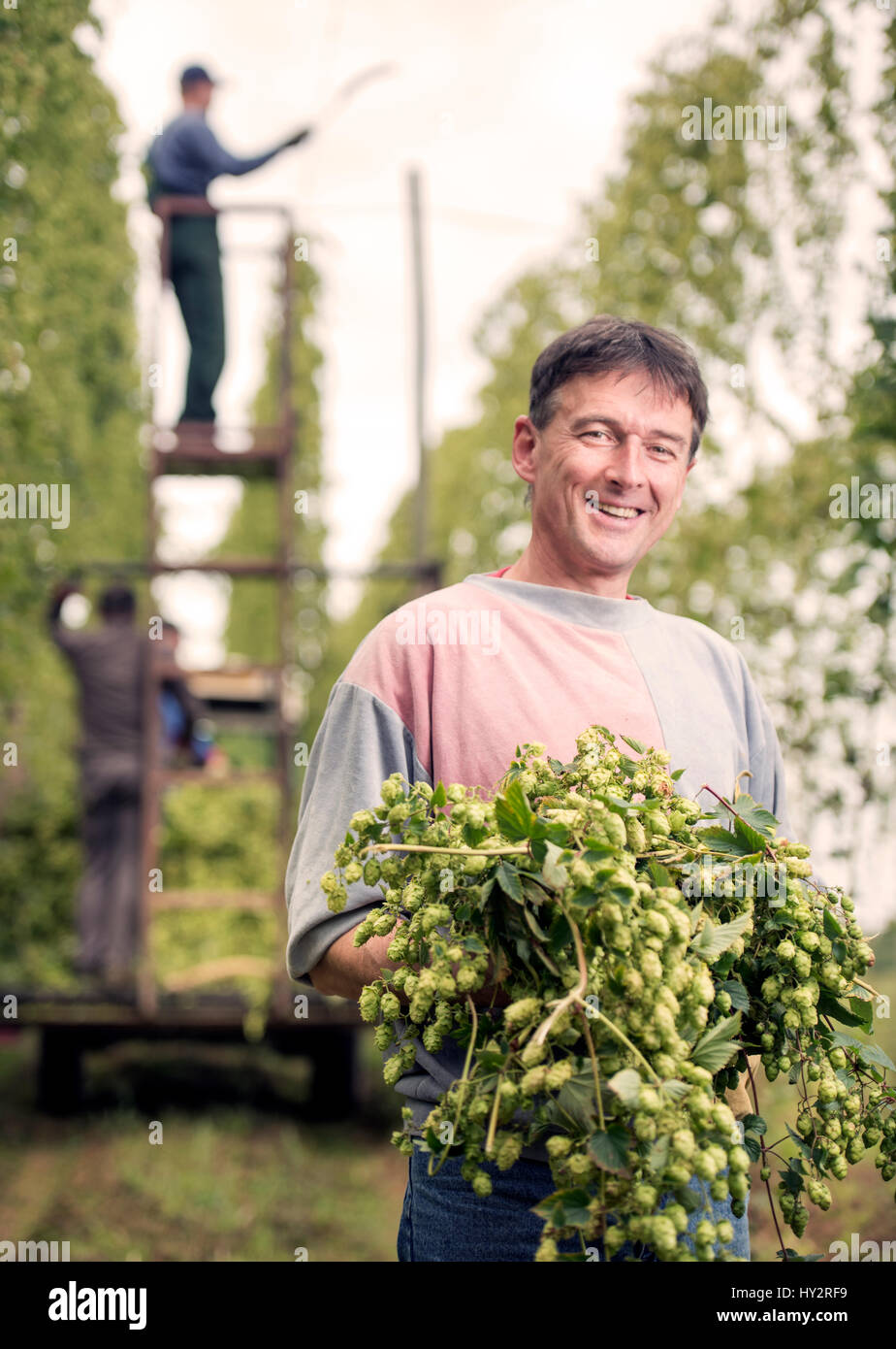 Travailleur agricole Jerzy Kwapniewski à partir de la Pologne la récolte du houblon à la ferme des stocks dans le Herefordshire, Suckley UK Banque D'Images
