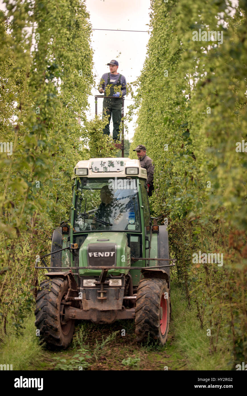 Les travailleurs agricoles de l'Europe de l'houblon de récolte à la ferme des stocks dans le Herefordshire, Suckley UK Banque D'Images
