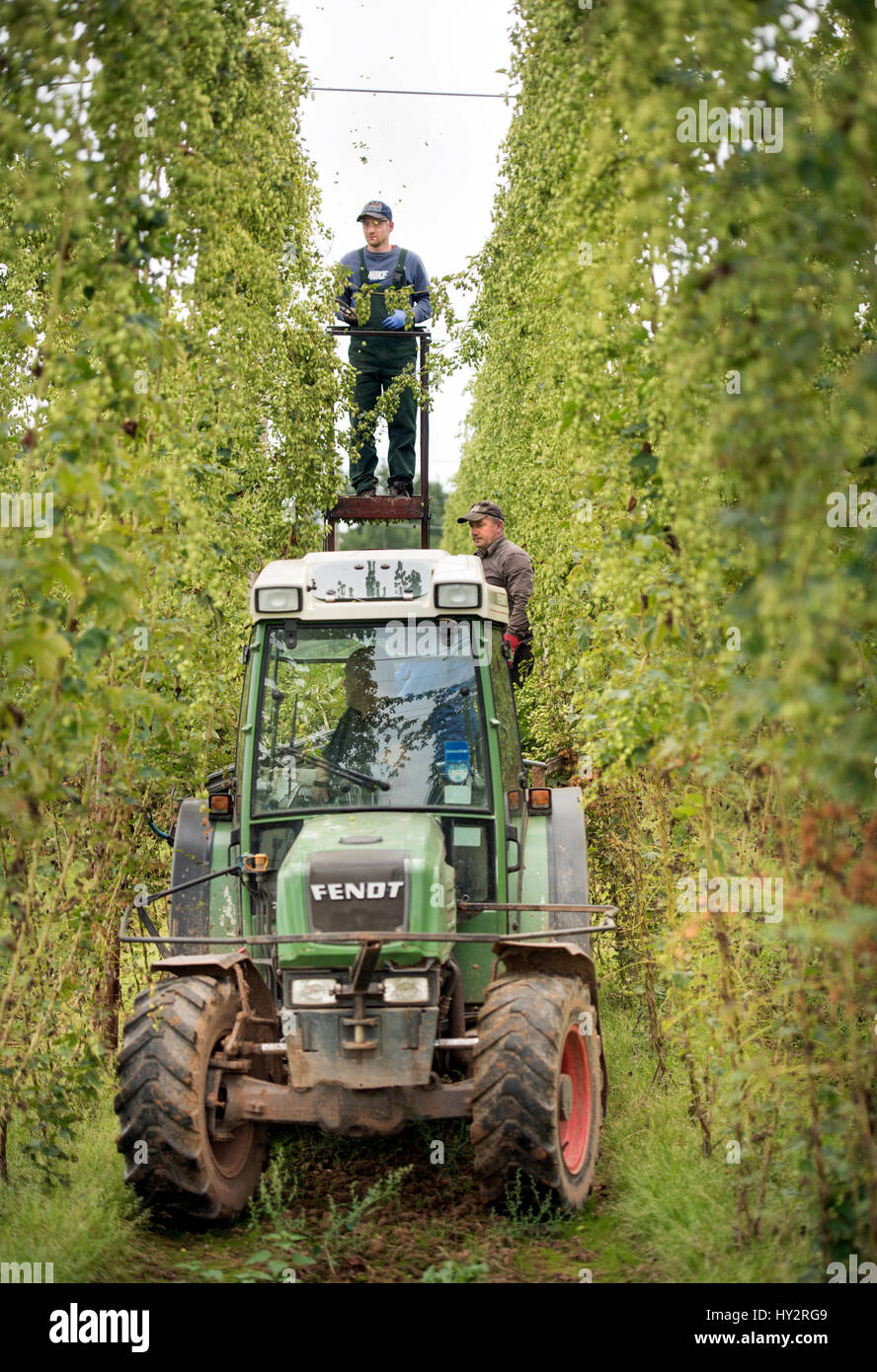 Les travailleurs agricoles de l'Europe de l'houblon de récolte à la ferme des stocks dans le Herefordshire, Suckley UK Banque D'Images