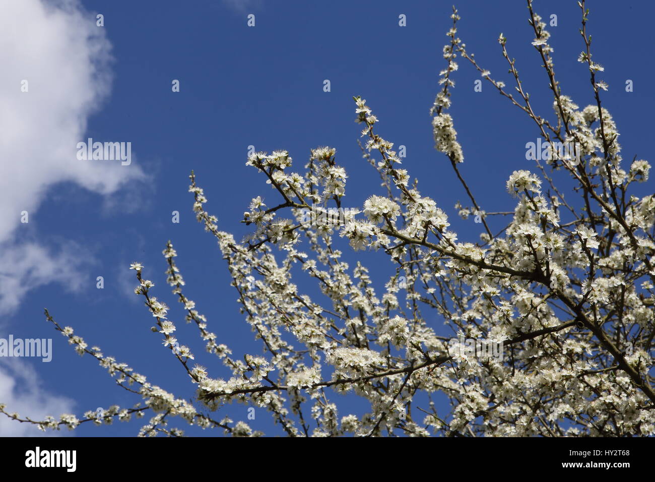 Fleur blanche de printemps dans les bois Banque D'Images