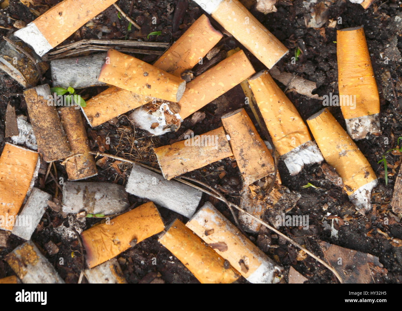 Les souches de cigarette Banque D'Images