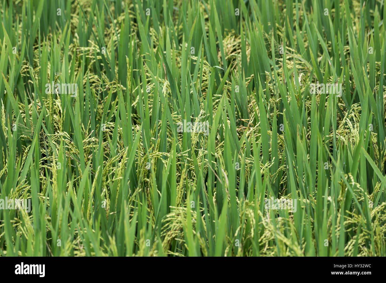 Close-up de plants de riz à grains. Le Pérou. Banque D'Images