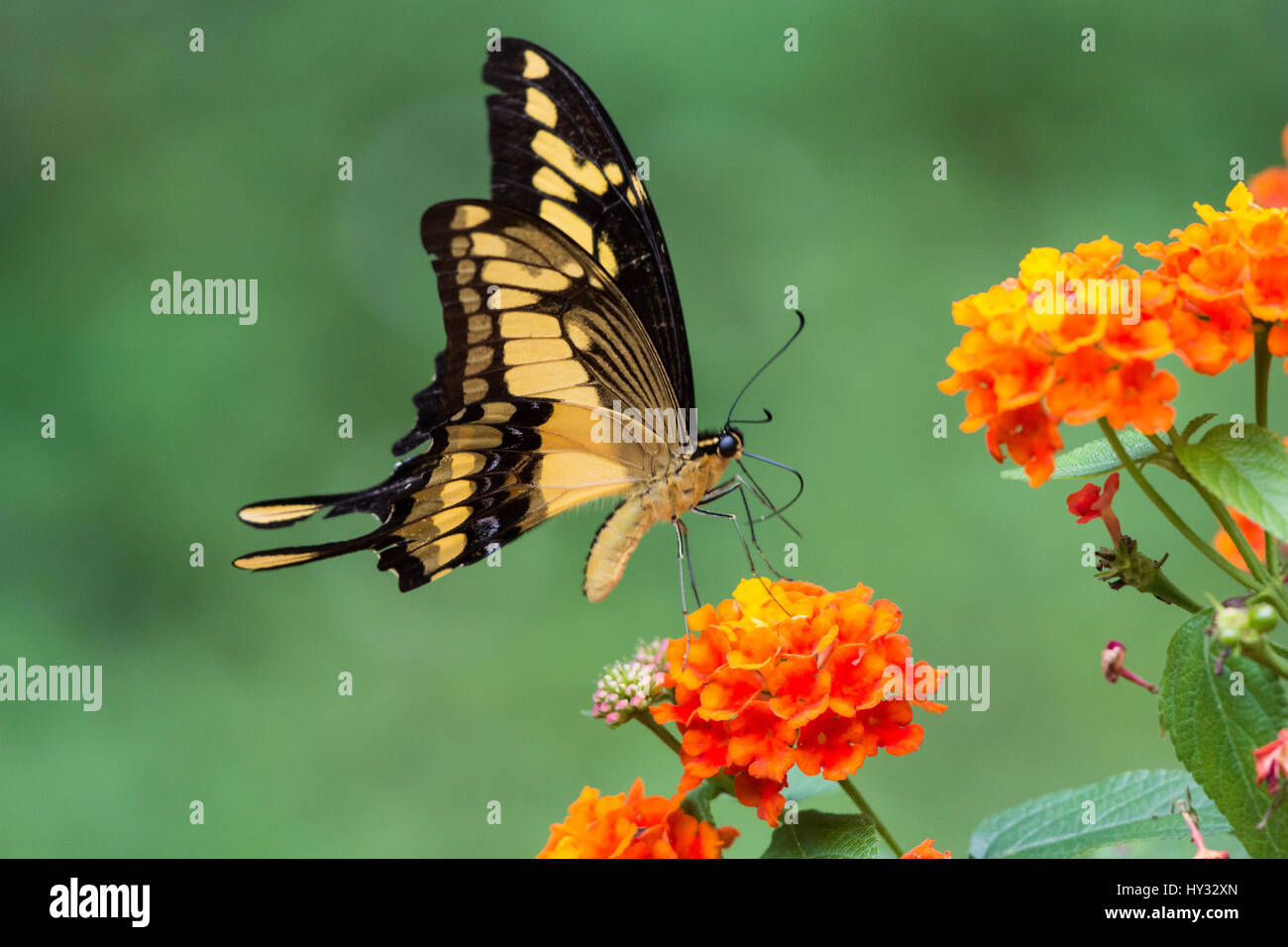 Un Swallowtail butterfly se nourrissant de fleurs orange. Le Pérou. Banque D'Images