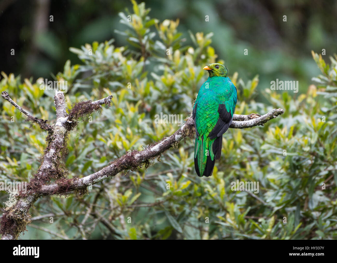 oiseau-quetzal-banque-de-photographies-et-d-images-haute-r-solution
