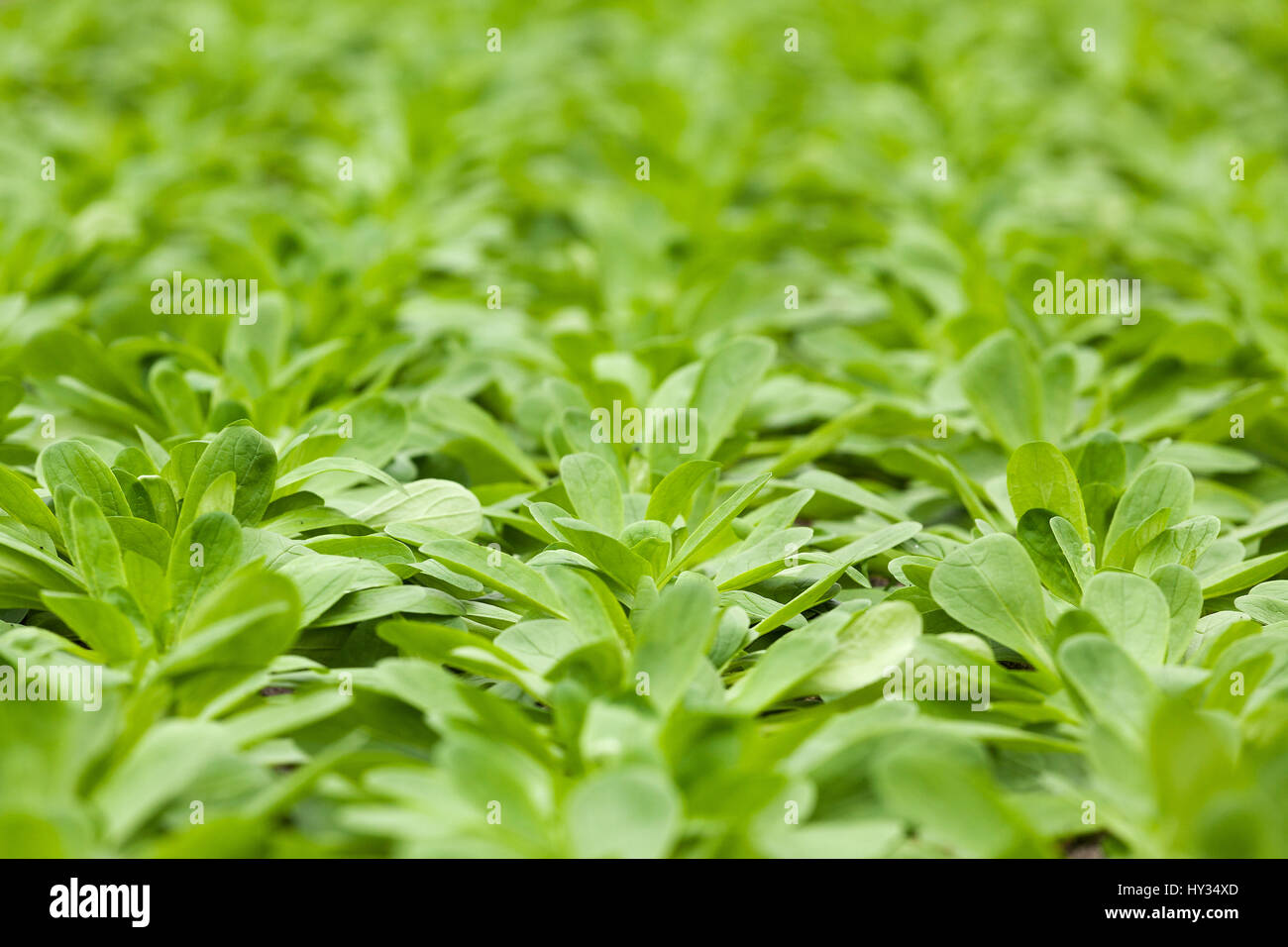 Close up des aliments issus de la culture du maïs en salade - Valerianella locusta - cultiver en serre ou sous serre. Banque D'Images