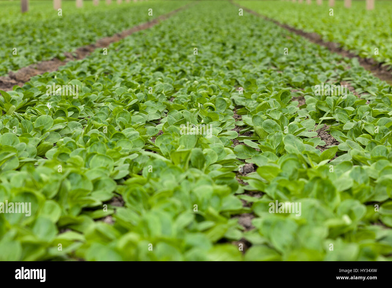 Close up des aliments issus de la culture du maïs en salade - Valerianella locusta - cultiver en serre ou sous serre. Banque D'Images
