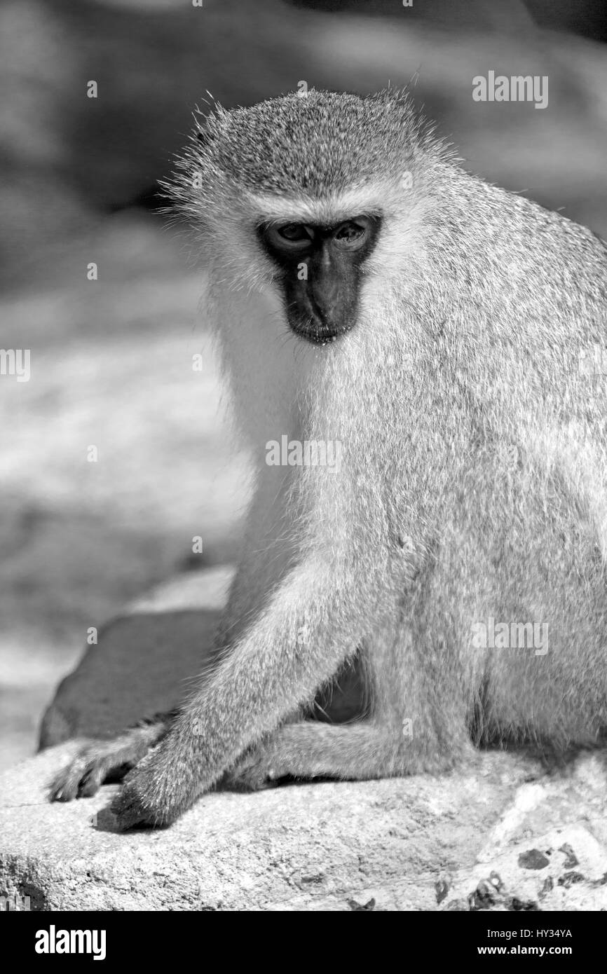 Blur en Afrique du Sud et la réserve naturelle de la faune kruger wild monkey Banque D'Images