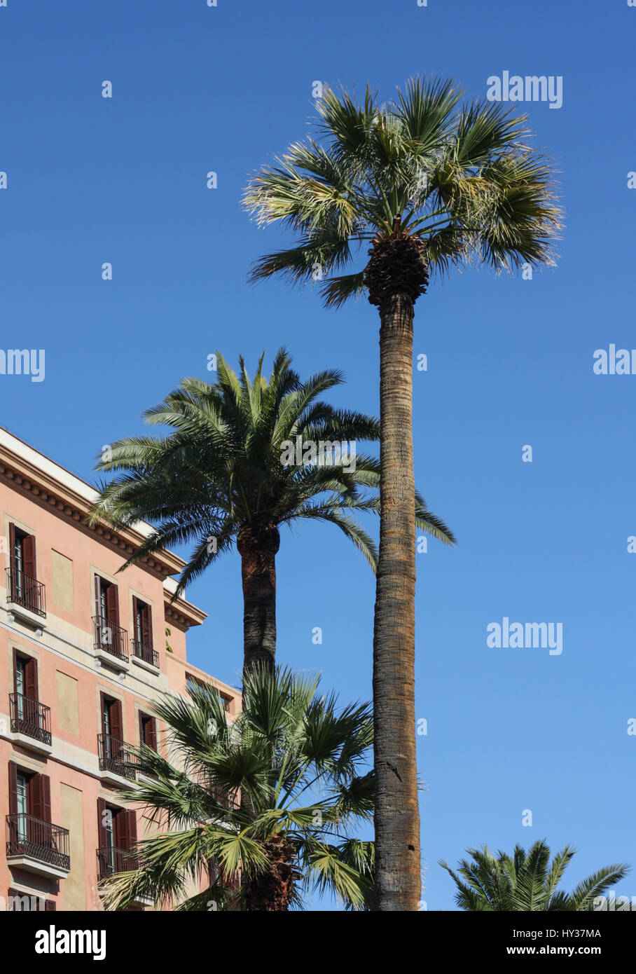 Barcelone, Espagne, 28 mars 2017 : île des Canaries Date Palm arbres de rue à Barcelone Espagne Banque D'Images