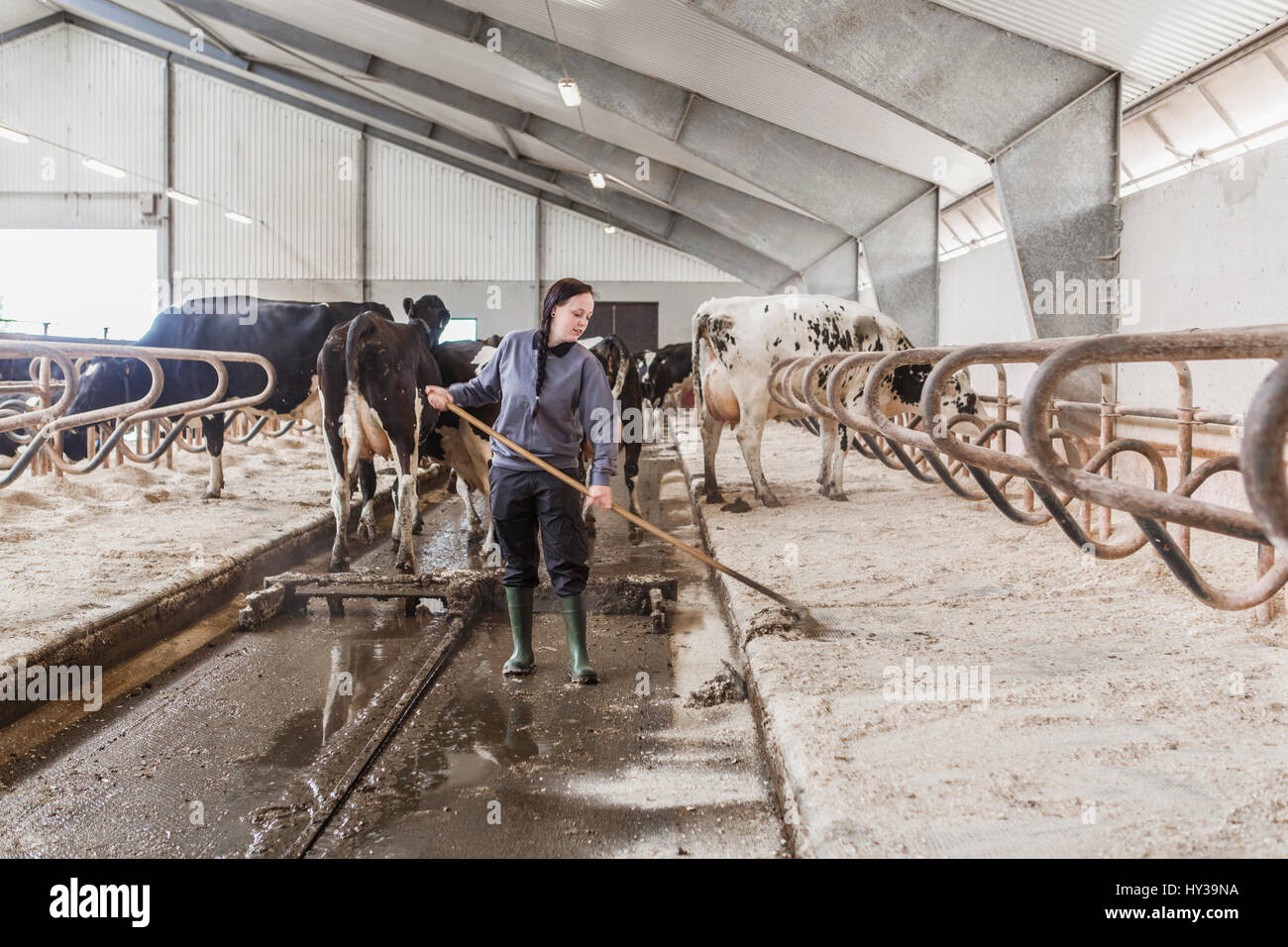 La Suède, Skane, femme producteur de lait au travail Banque D'Images