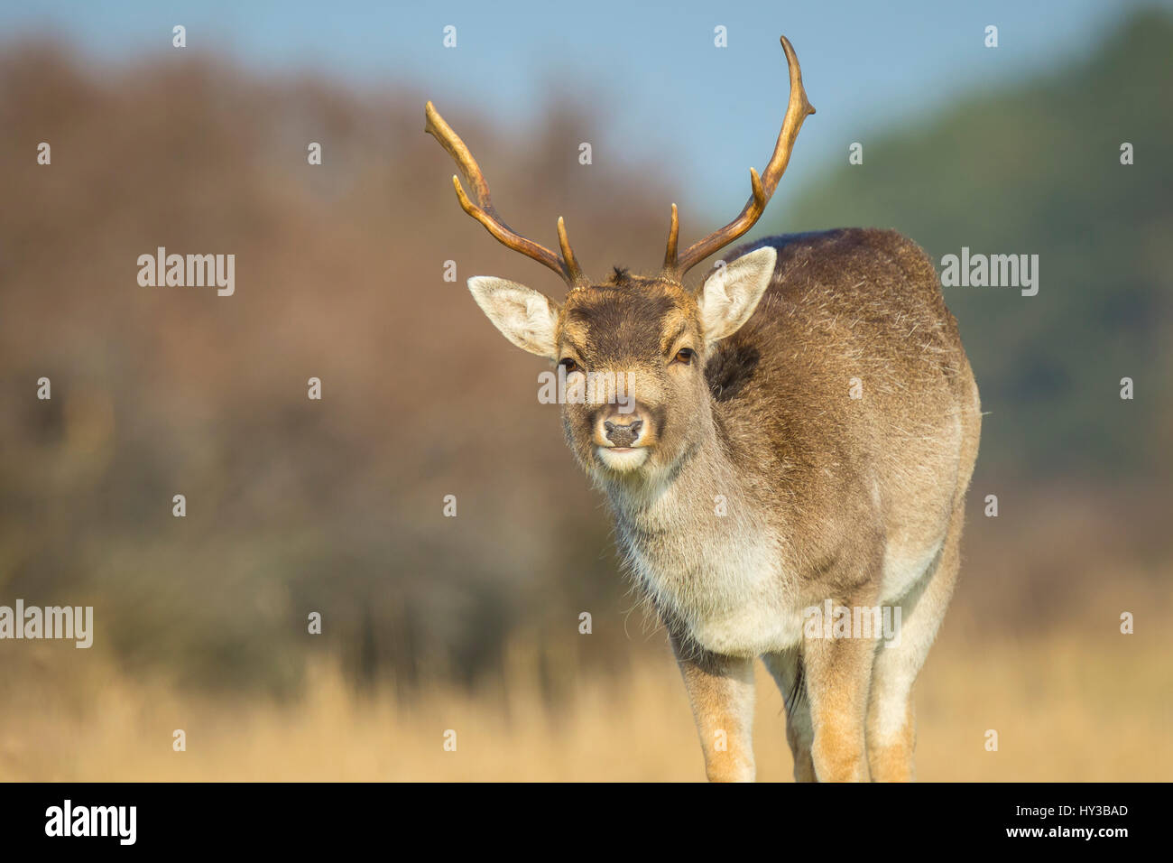 Le daim (Dama dama) cerf paissant dans une prairie. Les couleurs de la nature sont clairement visibles sur l'arrière-plan, selective focus est utilisé. Banque D'Images