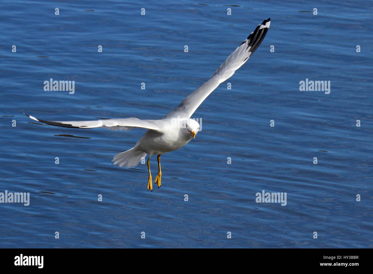 Un anneau goéland survolant un lac bleu Banque D'Images