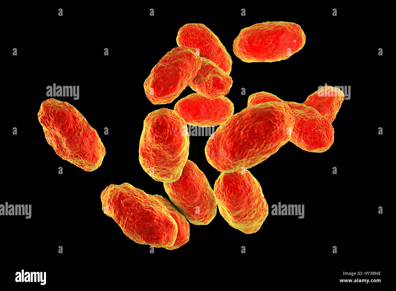 Illustration d'ordinateur d'Haemophilus influenzae, coccobacillus  bactéries. Ces bactéries provoquent un certain nombre de maladies dont la  méningite chez les enfants, la pneumonie, l'épiglottite, laryngite, la  conjonctivite, l'infection néonatale, l ...