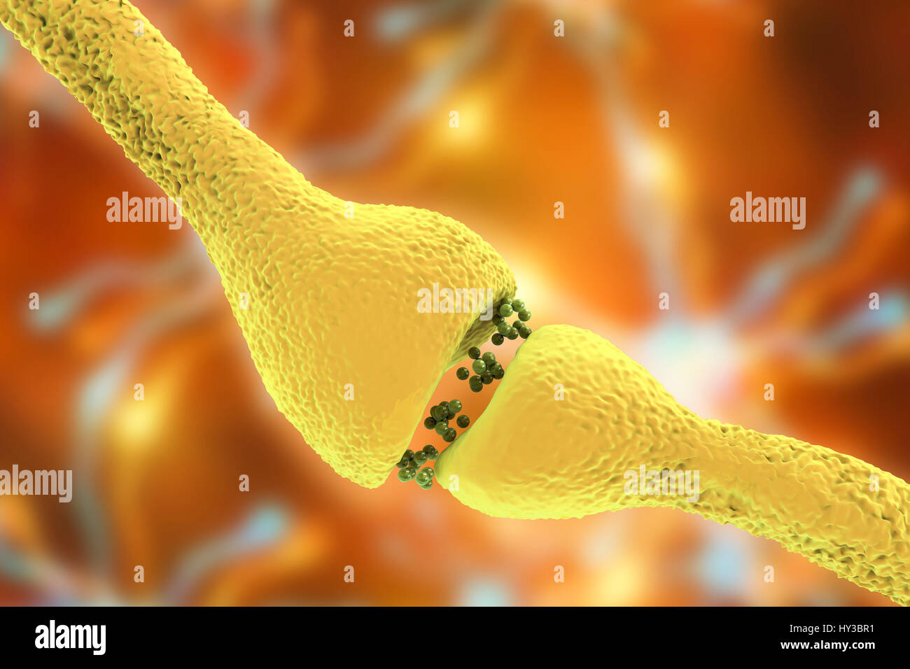 Synapse nerveuse. Illustration d'ordinateur d'une jonction, ou synapse, entre deux cellules nerveuses (neurones). Comme le signal électrique atteint la fin d'un neurone présynaptique il déclenche la libération de neurotransmetteurs dans la fente synaptique, ou écart, entre les deux cellules. Les neurotransmetteurs se lient à des récepteurs sur la membrane postsynaptique, la modification de l'excitabilité de la membrane et de déclencher une impulsion électrique. Banque D'Images